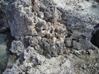 Pleistocene reef, beach, and dunes. Photo taken by Christopher Kendall