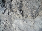 Pleistocene reef, beach, and dunes. Photo taken by Christopher Kendall