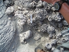 Pleistocene reef, beach, and dunes. Photo taken by Christopher Kendall