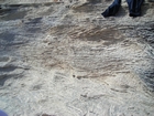 Pleistocene reef, beach, and dunes. Photo taken by Christopher Kendall