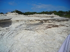 Pleistocene reef, beach, and dunes. Photo taken by Christopher Kendall