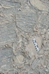 Pleistocene reef, beach, and dunes. Photo taken by Ned Frost