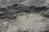 Pleistocene reef, beach, and dunes. Photo taken by Ned Frost