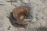 Pleistocene reef, beach, and dunes. Photo taken by Ned Frost