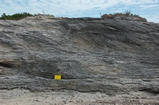 Pleistocene reef, beach, and dunes. Photo taken by Ned Frost