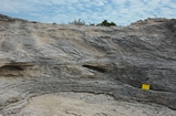 Pleistocene reef, beach, and dunes. Photo taken by Ned Frost