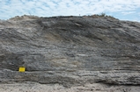 Pleistocene reef, beach, and dunes. Photo taken by Ned Frost