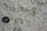 Pleistocene reef, beach, and dunes. Photo taken by Ned Frost