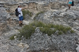 Pleistocene reef, beach, and dunes. Photo taken by Ned Frost