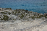 Pleistocene reef, beach, and dunes. Photo taken by Ned Frost