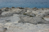 Pleistocene reef, beach, and dunes. Photo taken by Ned Frost