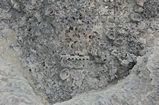 Pleistocene reef, beach, and dunes. Photo taken by Ned Frost