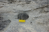 Pleistocene reef, beach, and dunes. Photo taken by Ned Frost