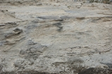 Pleistocene reef, beach, and dunes. Photo taken by Ned Frost