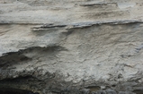 Pleistocene reef, beach, and dunes. Photo taken by Ned Frost