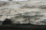 Pleistocene reef, beach, and dunes. Photo taken by Ned Frost