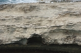 Pleistocene reef, beach, and dunes. Photo taken by Ned Frost