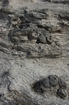 Pleistocene reef, beach, and dunes. Photo taken by Ned Frost