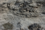 Pleistocene reef, beach, and dunes. Photo taken by Ned Frost