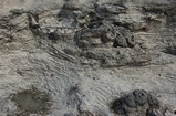 Pleistocene reef, beach, and dunes. Photo taken by Ned Frost