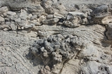 Pleistocene reef, beach, and dunes. Photo taken by Ned Frost