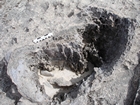 Pleistocene reef, beach, and dunes. Photo taken by Ryan Phelps