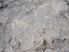 Pleistocene reef, beach, and dunes. Photo taken by Ryan Phelps