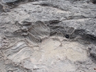 Pleistocene reef, beach, and dunes. Photo taken by Ryan Phelps