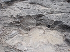 Pleistocene reef, beach, and dunes. Photo taken by Ryan Phelps