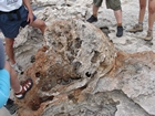 Pleistocene reef, beach, and dunes. Photo taken by Ryan Phelps