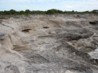 Pleistocene reef, beach, and dunes. Photo taken by Ryan Phelps