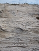 Pleistocene reef, beach, and dunes. Photo taken by Ryan Phelps