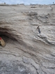 Pleistocene reef, beach, and dunes. Photo taken by Ryan Phelps