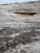 Pleistocene reef, beach, and dunes. Photo taken by Ryan Phelps