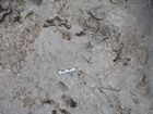 Pleistocene reef, beach, and dunes. Photo taken by Ryan Phelps