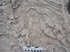 Pleistocene reef, beach, and dunes. Photo taken by Ryan Phelps