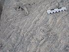 Pleistocene reef, beach, and dunes. Photo taken by Ryan Phelps