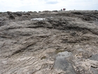 Pleistocene reef, beach, and dunes. Photo taken by Ryan Phelps