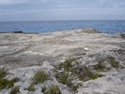 Pleistocene reef, beach, and dunes. Photo taken by Ryan Phelps