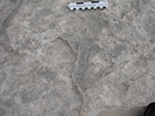 Pleistocene reef, beach, and dunes. Photo taken by Ryan Phelps