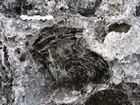 Pleistocene reef, beach, and dunes. Photo taken by Ryan Phelps