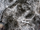 Pleistocene reef, beach, and dunes. Photo taken by Ryan Phelps