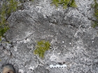 Pleistocene reef, beach, and dunes. Photo taken by Ryan Phelps