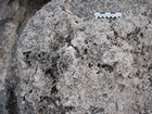 Pleistocene reef, beach, and dunes. Photo taken by Ryan Phelps