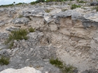 Pleistocene reef, beach, and dunes. Photo taken by Ryan Phelps