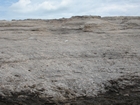 Pleistocene reef, beach, and dunes. Photo taken by Ryan Phelps