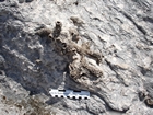 Pleistocene reef, beach, and dunes. Photo taken by Ryan Phelps