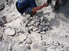 Pleistocene reef, beach, and dunes. Photo taken by Ryan Phelps