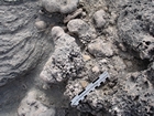 Pleistocene reef, beach, and dunes. Photo taken by Ryan Phelps