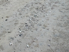 Fish Kill Channel Musafah Abu Dhabi UAE